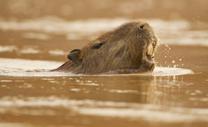 capybaras